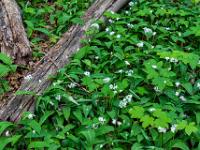 Totholz am Rand eines Blütenfeldes